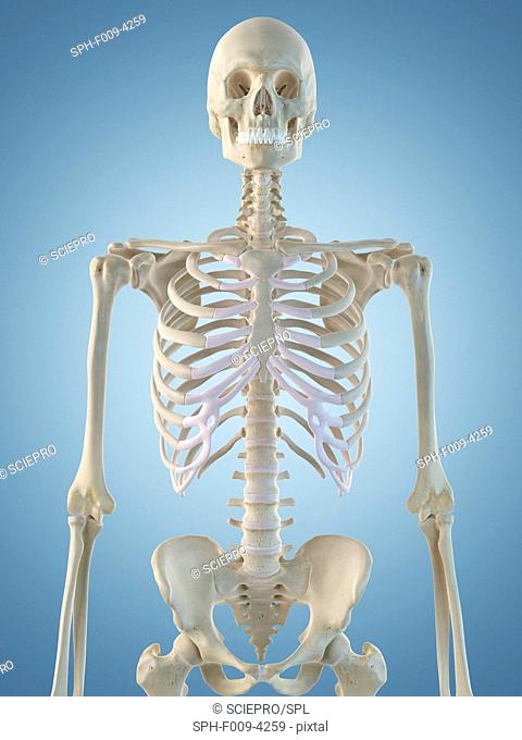 Human skeletal structure, computer artwork