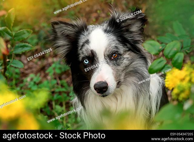 Border collie dog sits between mahonia branches