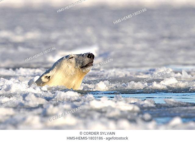 United States, Alaska, Arctic National Wildlife Refuge, Kaktovik, One sub adult polar bear swim in slush ice along a barrier island outside Kaktovik, Alaska
