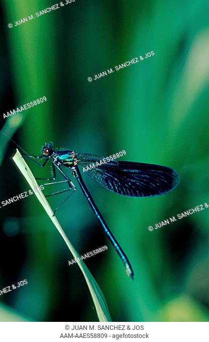 Banded Demoiselle (Calopteryx splendens). Male perched on a leaf. Europe distribution / 1.1 - 1553