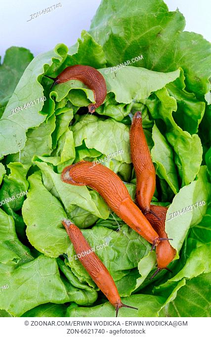 Eine Nacktschnecke im Garten frißt ein Salatblatt. Schneckenplage im Garten