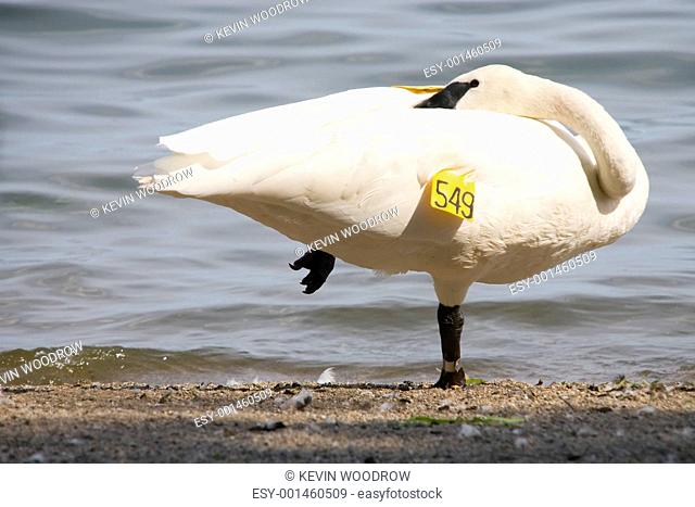 Swan taking a break