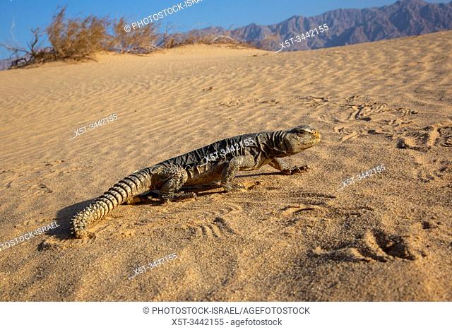 Egyptian Mastigure (Uromastyx aegyptia), AKA Leptien's Mastigure, or Egyptian dab lizard. Egyptian Mastigures can be found in Egypt