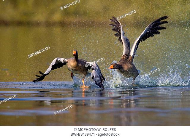 greylag goose (Anser anser), two fighting geese on the lake, front view, Germany, Lower Saxony