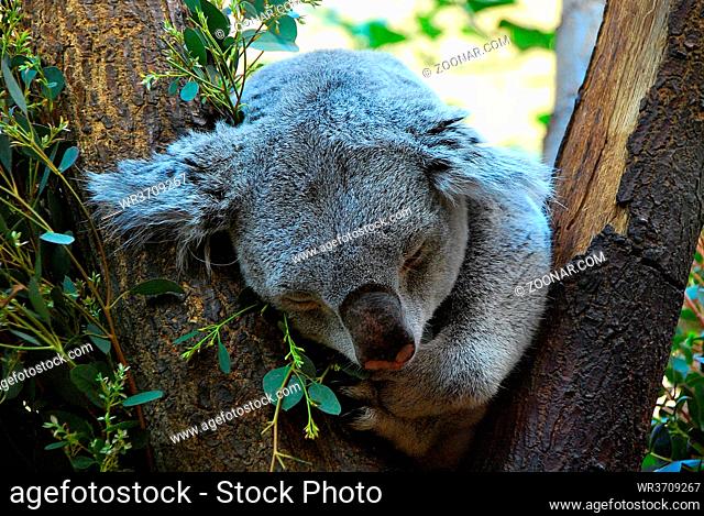 kleiner koala schlaeft auf einem baum