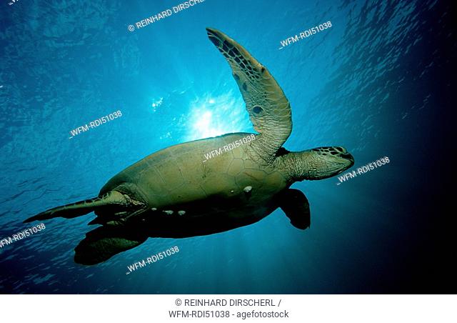 Green sea turtle green turtle, Chelonia mydas, Pacific ocean Borneo Sipadan, Malaysia