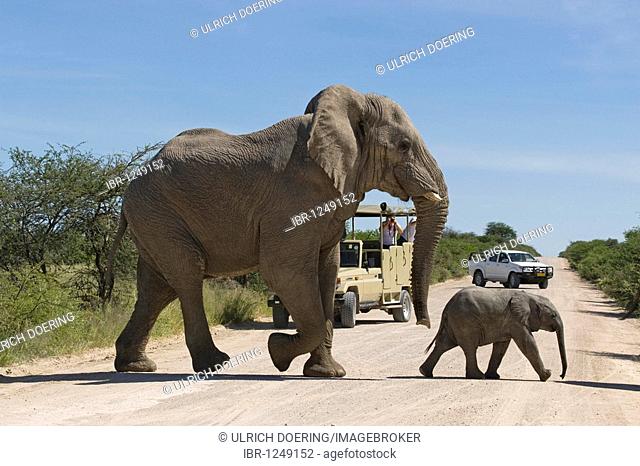 Elephants (Loxodonta africana), bull and young crossing the road in front of tourists on a game drive, Etosha National Park, Namibia, Africa