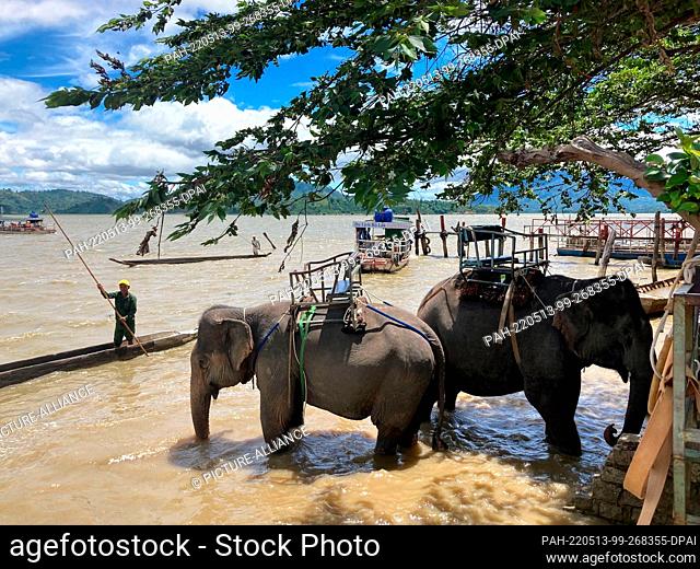 05 May 2022, Vietnam, Dak Lak: Two elephants exploited for tourist tours stand in Lak Lake in Dak Lak province. Elephants continue to be exploited for tourist...