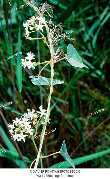 Stranglewort (Cynanchum acutum)