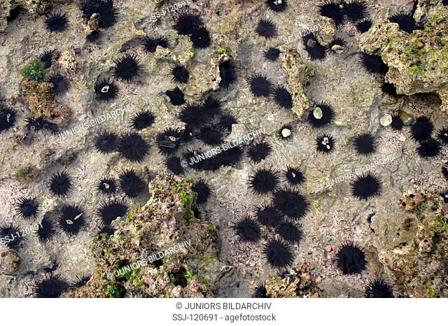 sea urchin / echinoid at coral reef / echinathrix sp  / echinidae / echinoidea
