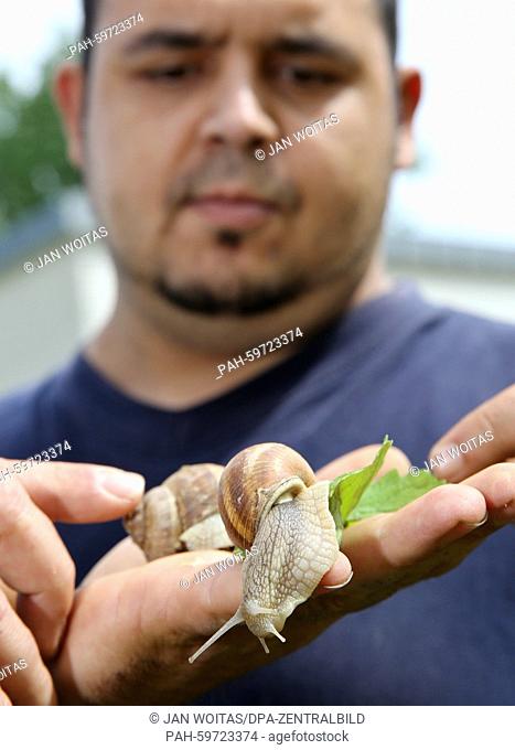 Inmate Marcel T. looks at an escargot in the farm of the correctional facility Zeithain, Germany, 10 June 2015. A group of inmates in open prison takes care of...