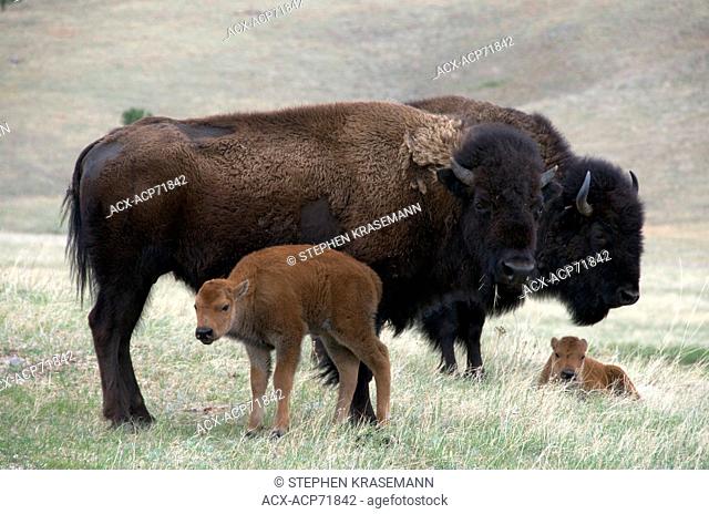Wild American bison cow (Bison bison) with newborn, spring calf. Wind Cave National Park, South Dakota, USA