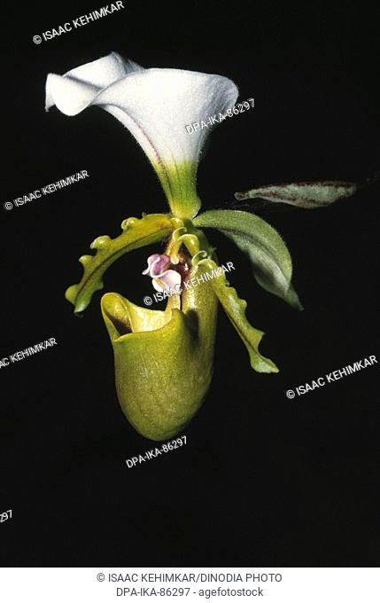 orchid lady's slipper Paphiopedilum spicerianum , arunachal pradesh , india