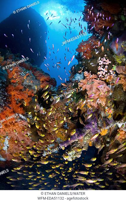 Golden Sweepers in Coral Reef, Parapriacanthus ransonneti, Buyat Bay, North Sulawesi, Indonesia