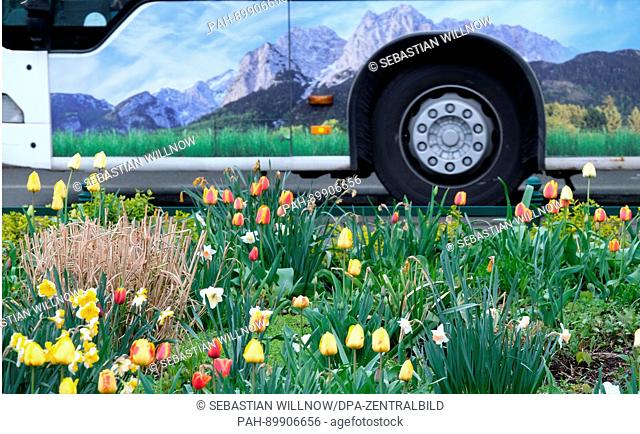 Tulips bloom at a street crossing in the district of Gesundbrunnen while in the background a bus with the depiction of an alpine panorama passes by in Berlin