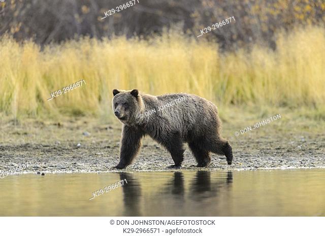 Grizzly bear (Ursus arctos)- Attracted to a sockeye salmon run in the Chilko River, Chilcotin Wilderness, BC Interior, Canada