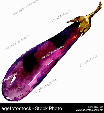 Eggplant healthy food in a watercolor style isolated. Full name of the vegetables: eggplant. Aquarelle wild vegetables for background, texture