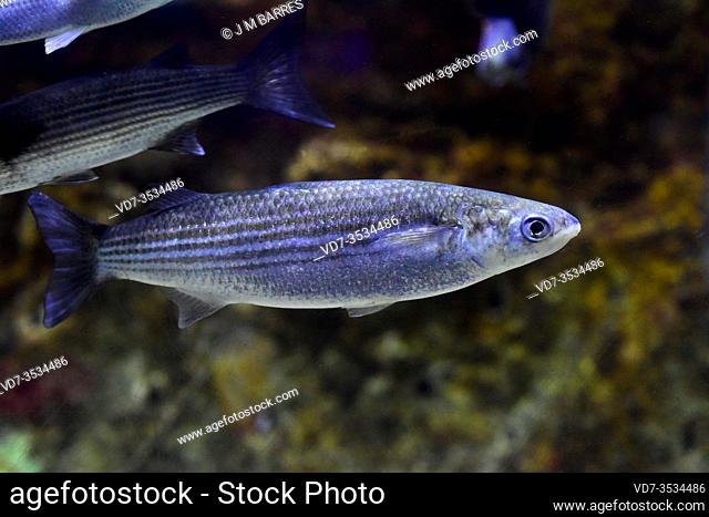 Flathead grey mullet (Mugil cephalus) is a marine fish cosmopolitan