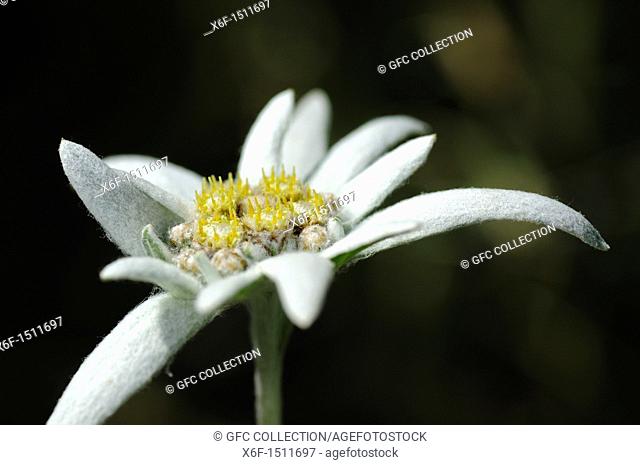 Edelweiss cultivar Helvetia, Leontopodium alpinum cultivar Helvetia