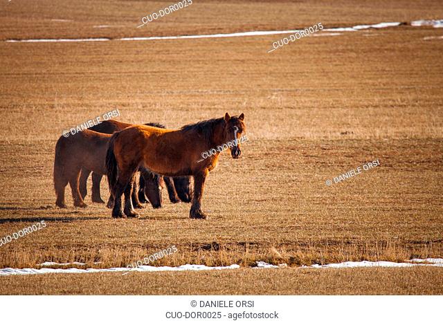 A view of a group of horses in the valley of Castelluccio di Norcia, Umbria, Italy