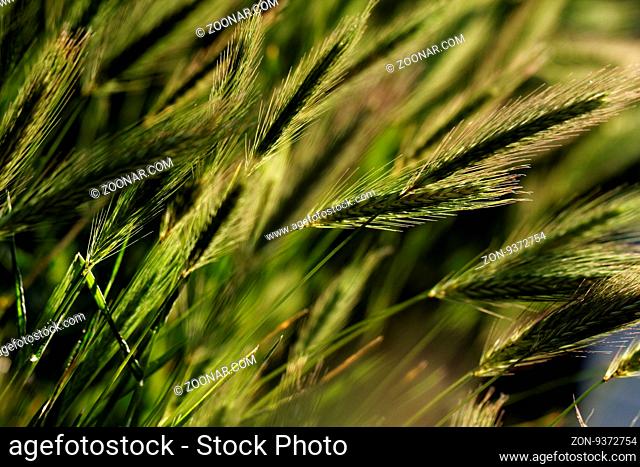 Close up photo of the green wheat