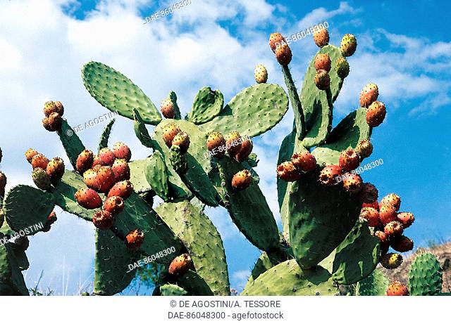 Indian fig opuntia, barbary fig, or prickly pear (Opuntia ficus-indica), Cactaceae, surroundings of Regalbuto, Sicily region, Italy