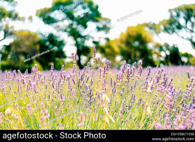 A close-up of flowering lavender bushes in the field. High quality photo