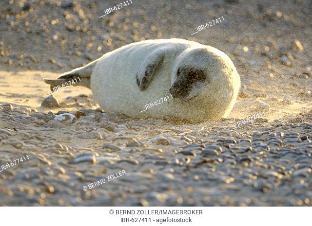 Grey Seal (Halichoerus grypus) pup during a sandstorm, backlight, Helgoland Island, Schleswig-Holstein, Germany, Europe