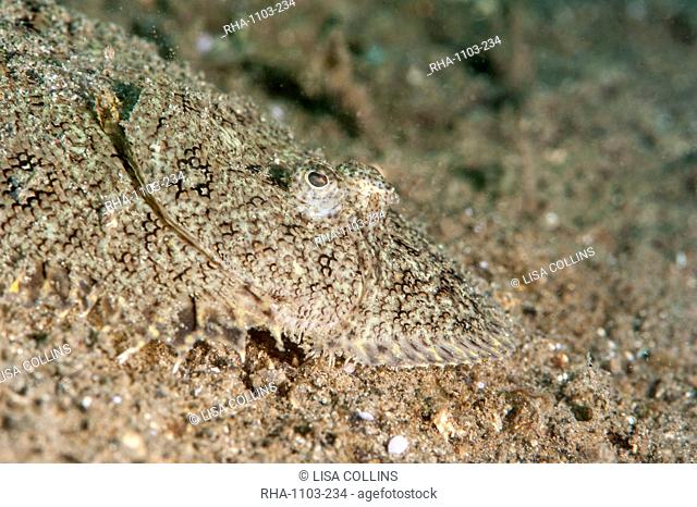 Largescale flounder Engyprosopon grandisquama, Sulawesi, Indonesia, Southeast Asia, Asia