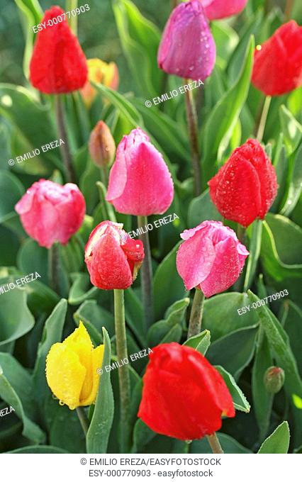 Tulips Tulipa hybr