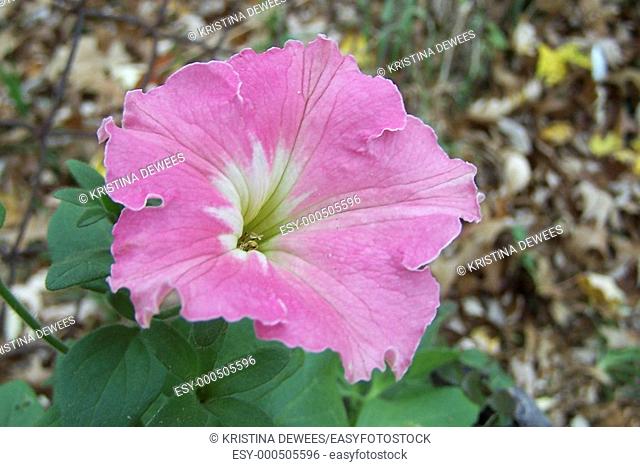 A hot pink petunia wiht a green and white eye blooming on a cold november day with a background of fall leaves