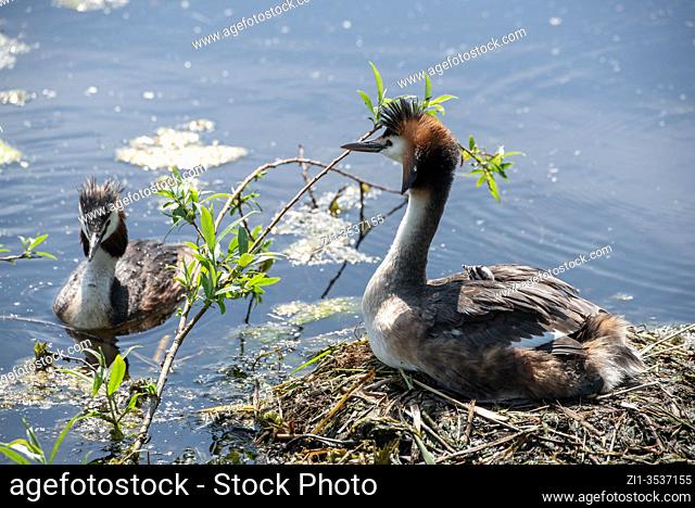 grebe with newly born chickens at nest at ditch in Groene Hart, Holland