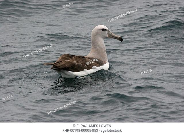 Salvins Albatross Thalassarche salvini immature, swimming, off Quintero, Chile, november