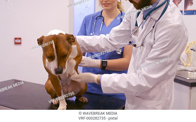 Vet examining the dog