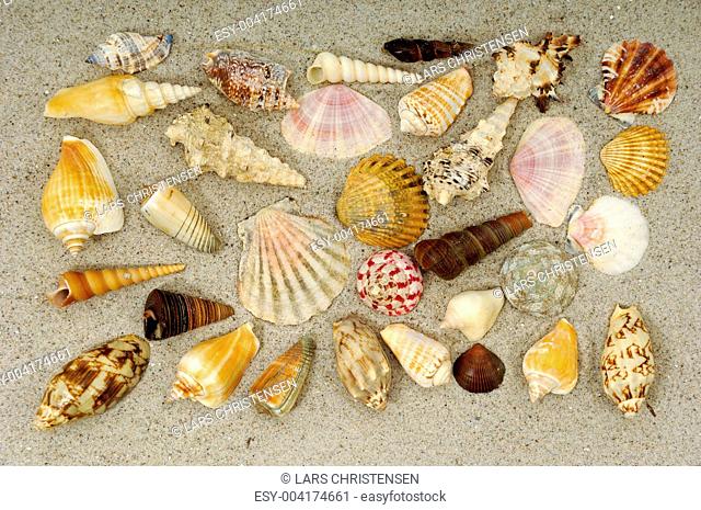 Shell collection in sand