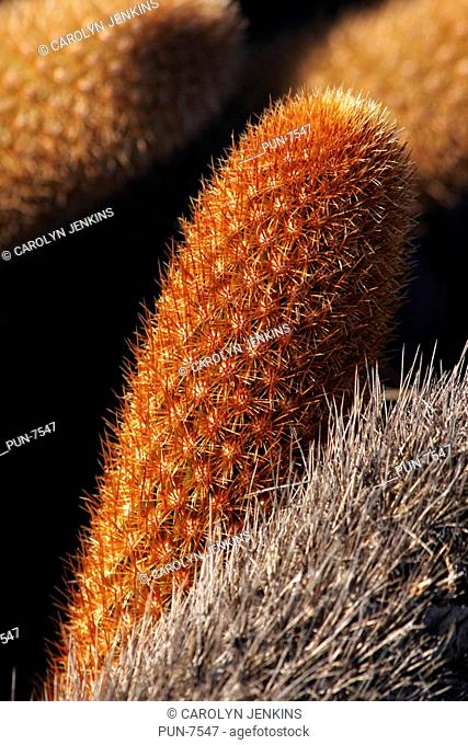 Close-up of lava cactus Brachycereus nesioticus at Punta Moreno, Isabela Island