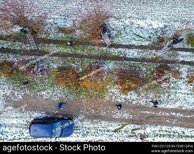 25 November 2023, Brandenburg, Petersdorf: Residents cut the branches off lime trees in the Oder-Spree district (aerial photo taken with a drone)