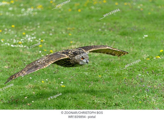 European eagle owl, Bubo bubo