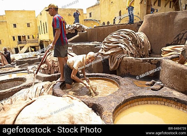 Workers dyeing leather, basin with dye, dye works, Tannerie Chouara tannery, tanners and dyers district, Fés el Bali, Fez, Kingdom of Morocco