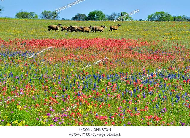 Herd of goats walking through a field of wildflowers, FM 2504 near Somerset, Texas, USA