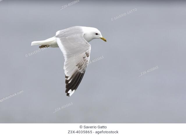 Common Gull (Larus canus), side view of an immature in flight, Western Region, Iceland