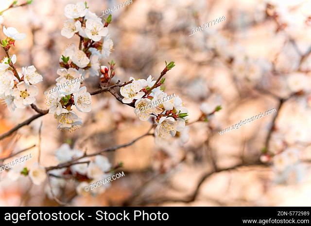 Branches of trees with white blossoms outdoor