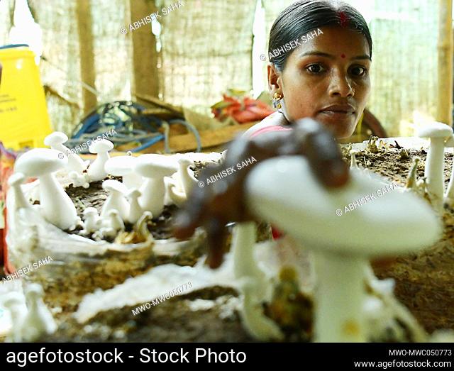 Workers, Men and Female are working at a mushroom farm on the outskirts of Agartala. Tripura, India