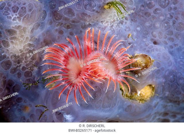 red tubeworm (Serpula vermicularis), Spain, Costa Brava, Cap De Creus