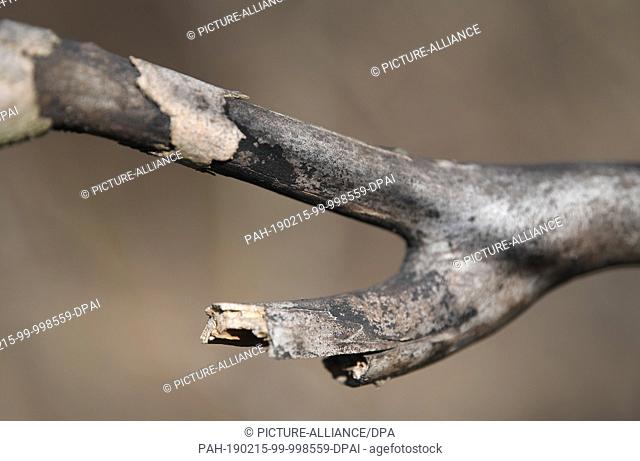 13 February 2019, Hessen, Offenbach/Main: A branch of a maple tree infected with the soot bark disease shows dark spots in the Schlosspark Rumpenheim