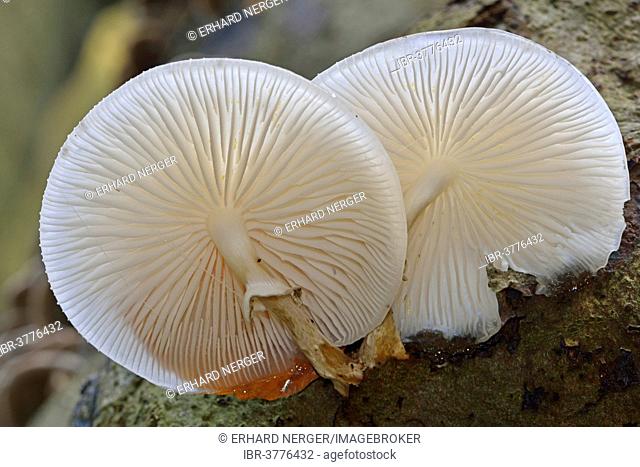 Porcelain Fungus (Oudemansiella mucida), Lower Saxony, Germany