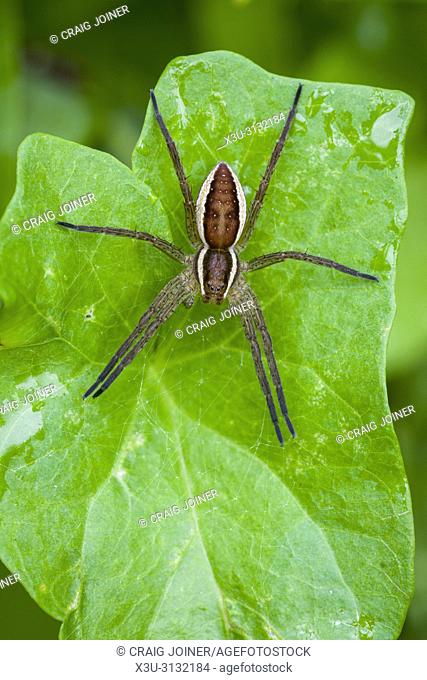 Raft Spider (Dolomedes fimbriatus) (female) on a leaf