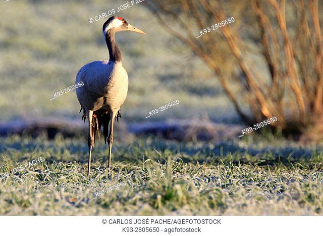Common cranes in the morning, in a Dehesa. Extremadura, Spain
