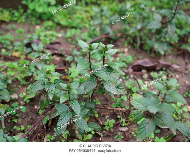 peppermint (Mentha x piperita) aka M balsamea Willd plant