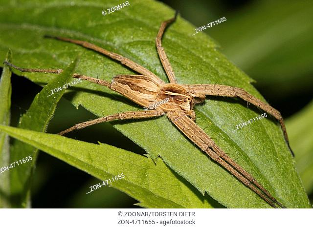 Listspinne (Pisaura mirabilis) auf einem Blatt, Nursery web spider (Pisaura mirabilis) on a leaf